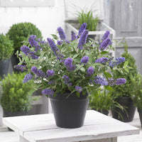 Arbre à papillons nain Free Petite© Blue Heaven - Buddleja davidii Free Petite® Blue Heaven - Bakker