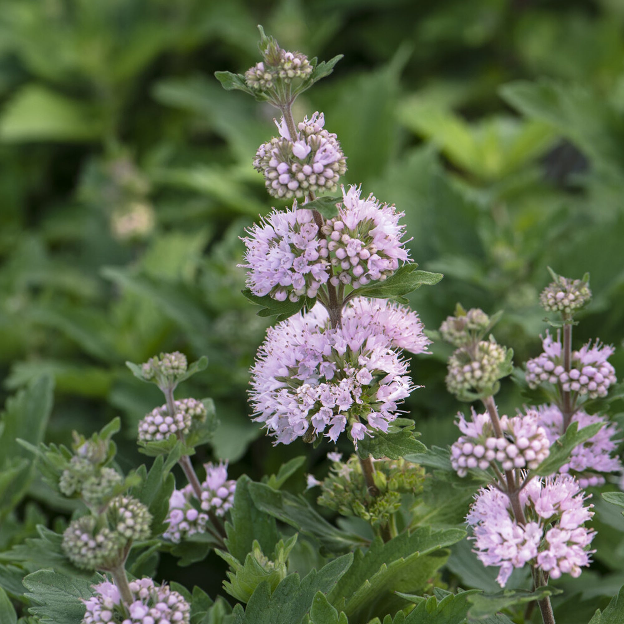 Caryopteris Stephi® Rose | Bakker.com