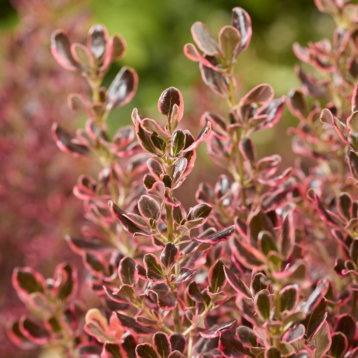 Coprosma repens Eclipse® - Bakker