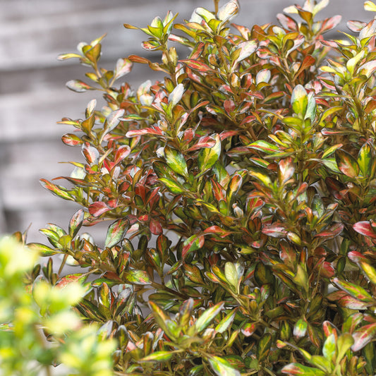 Coprosma Evening Glow - Bakker