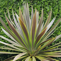 Cordyline australis Choc-Mint® - Cordyline australis Choc-Mint® - Cordyline