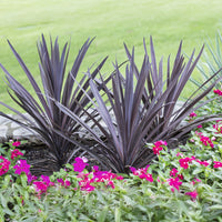 Cordyline australis Red Sensation® - Bakker