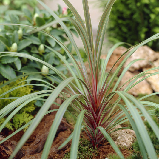 Cordyline australis Sundance® - Bakker