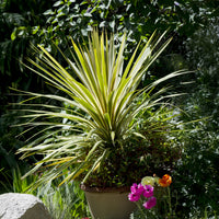 Cordyline australis Torbay Dazzler® - Bakker