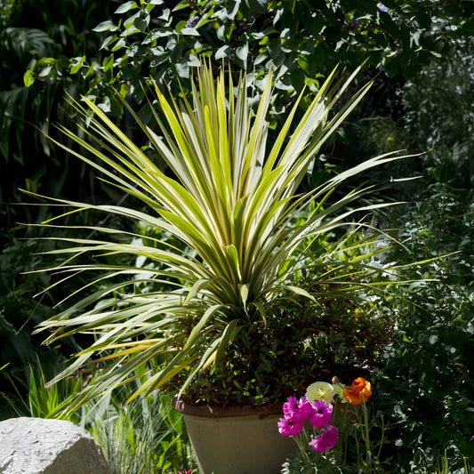 Cordyline australis Torbay Dazzler® - Bakker