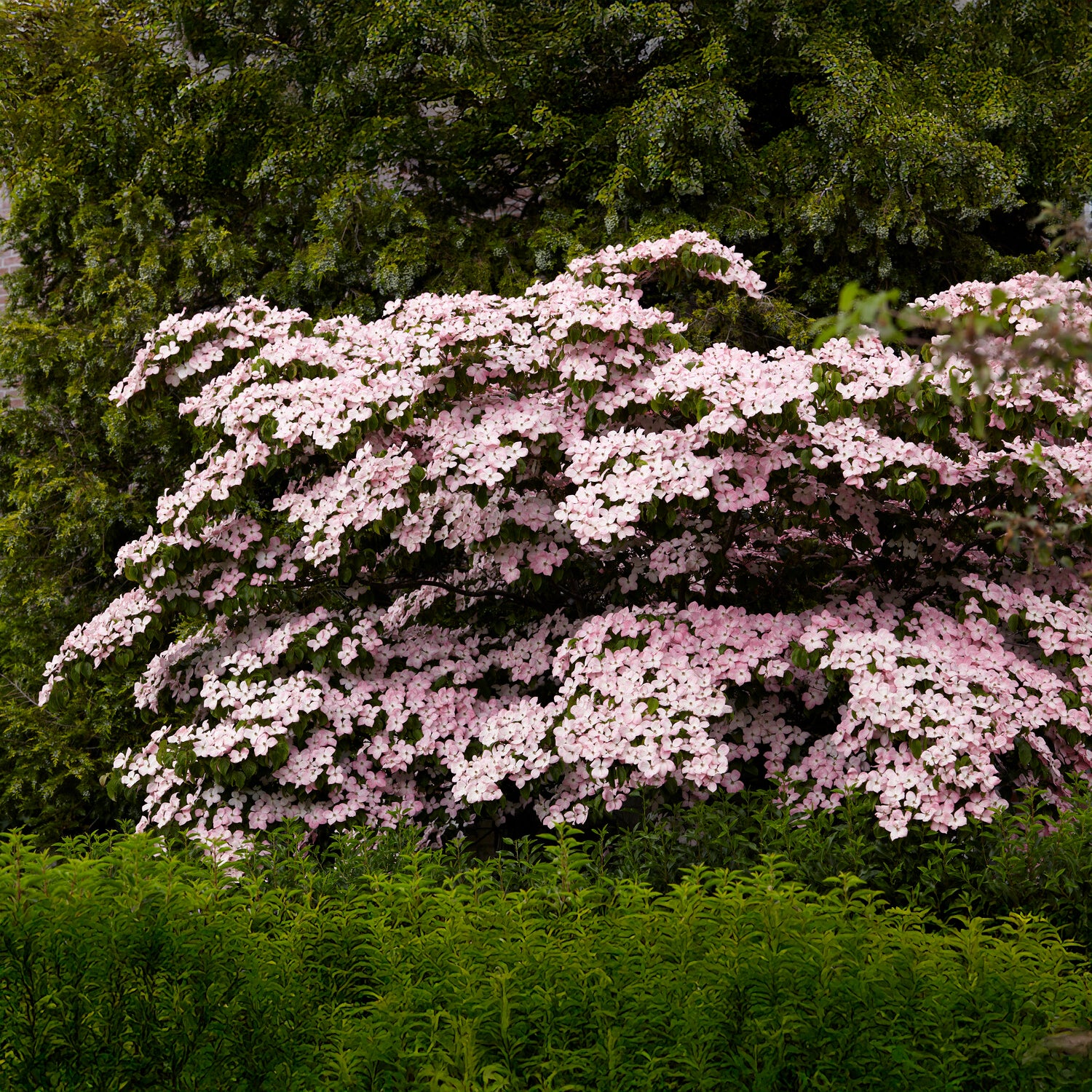 Arbres fleuris - Cornouiller du Japon Satomi - Cornus kousa Satomi