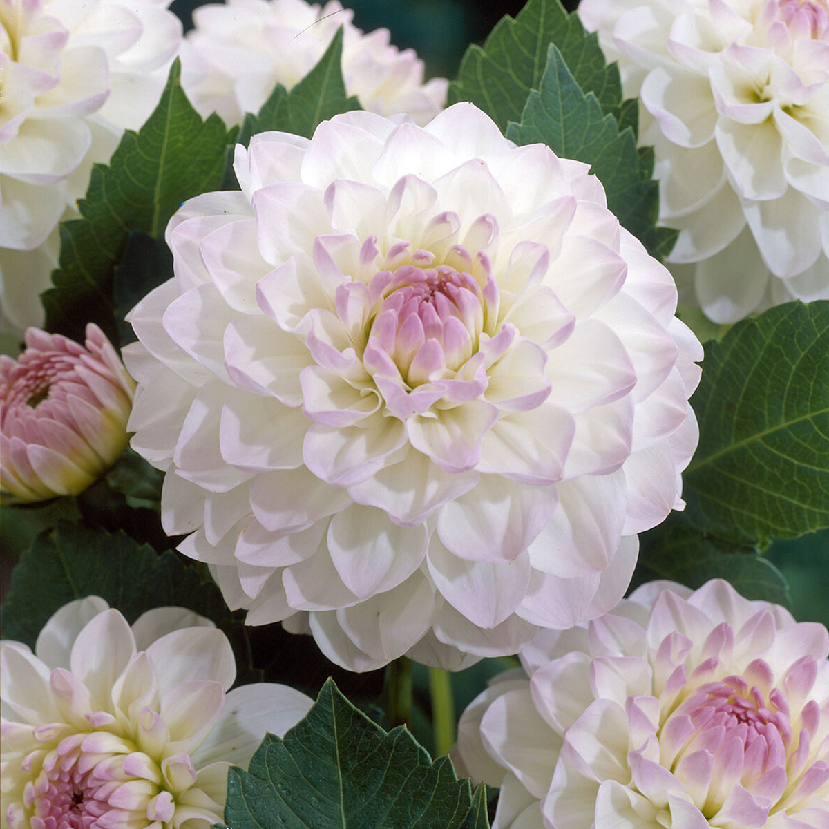 Dahlia Ball Evelyne - Dahlia Ball Evelyne - Bakker