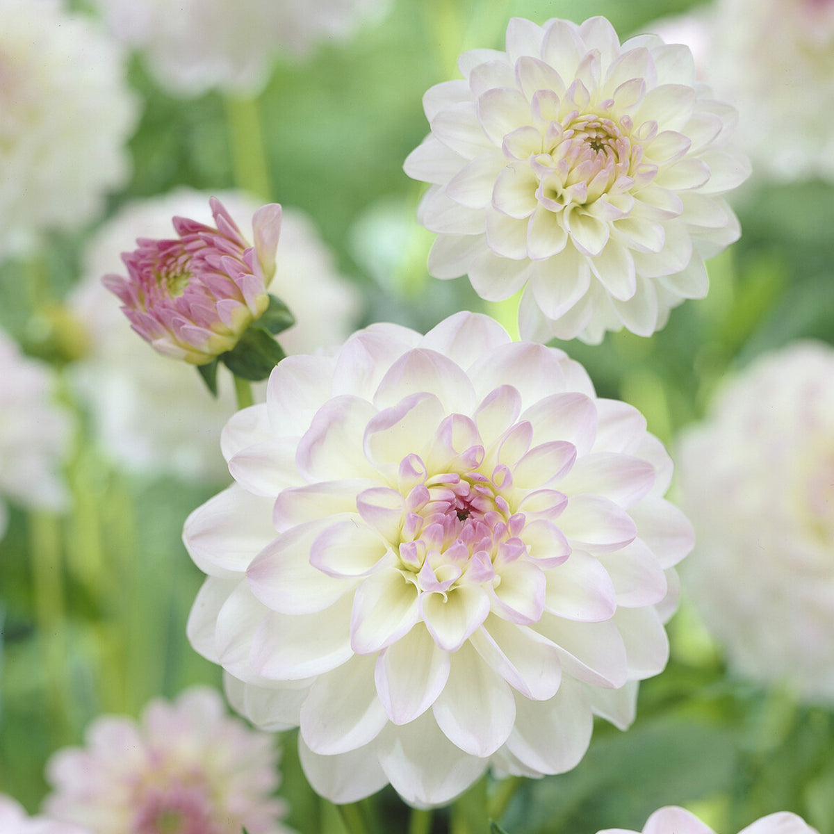 Dahlia Ball Evelyne - Bakker