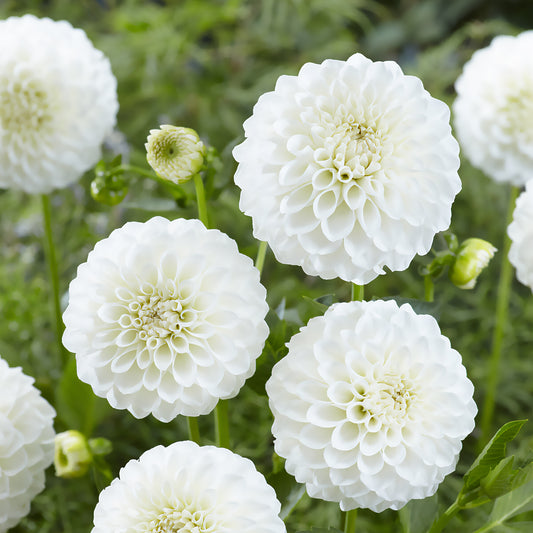 3 Dahlias Boom Boom White - Bakker