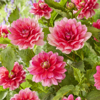 Dahlia nain Berliner Kleene - Bakker