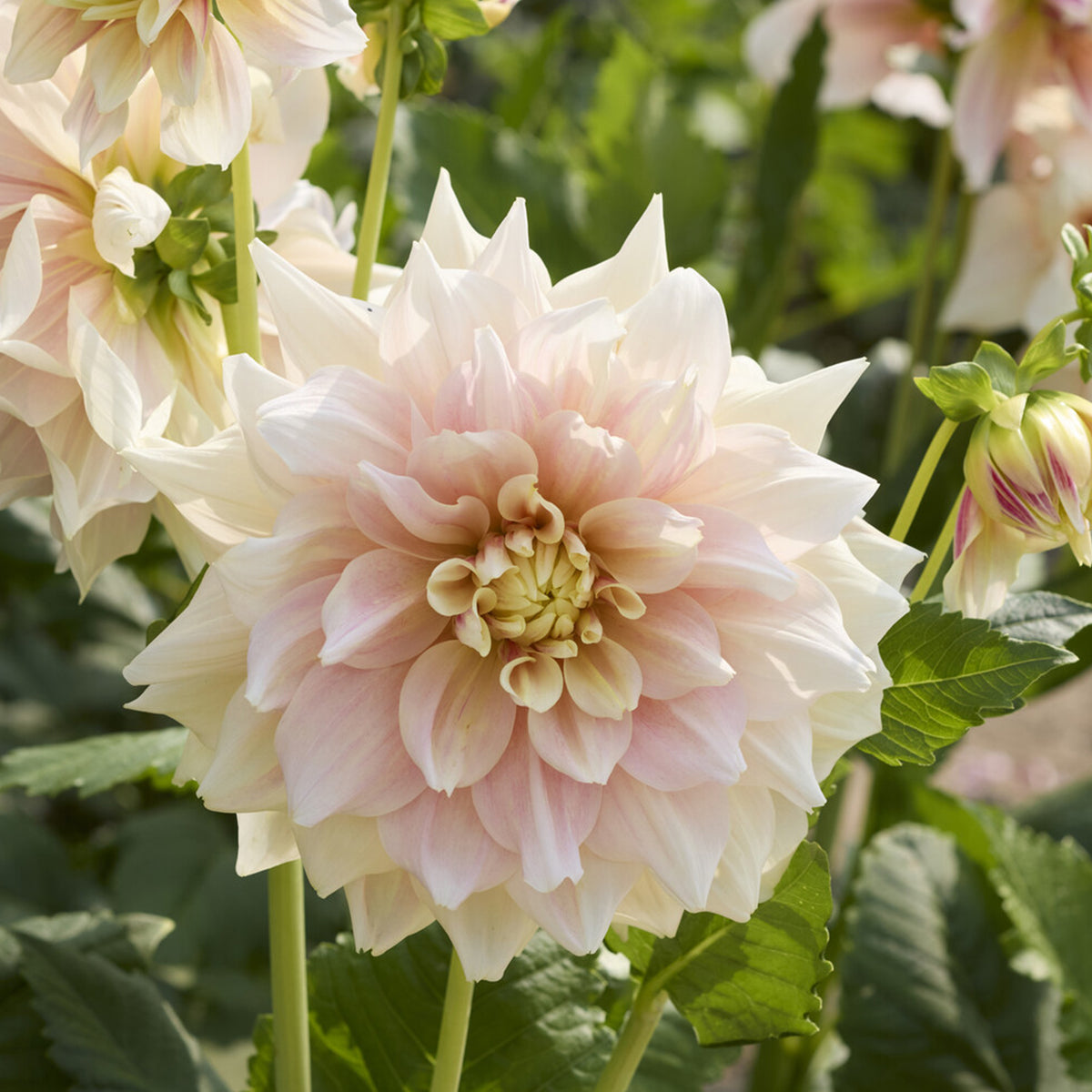 Dahlia à grandes fleurs Break Out - Bakker