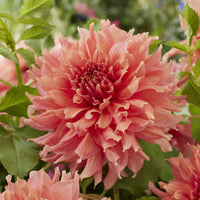 Dahlia géant Fairway Spur - Dahlia Fairway Spur - Bakker