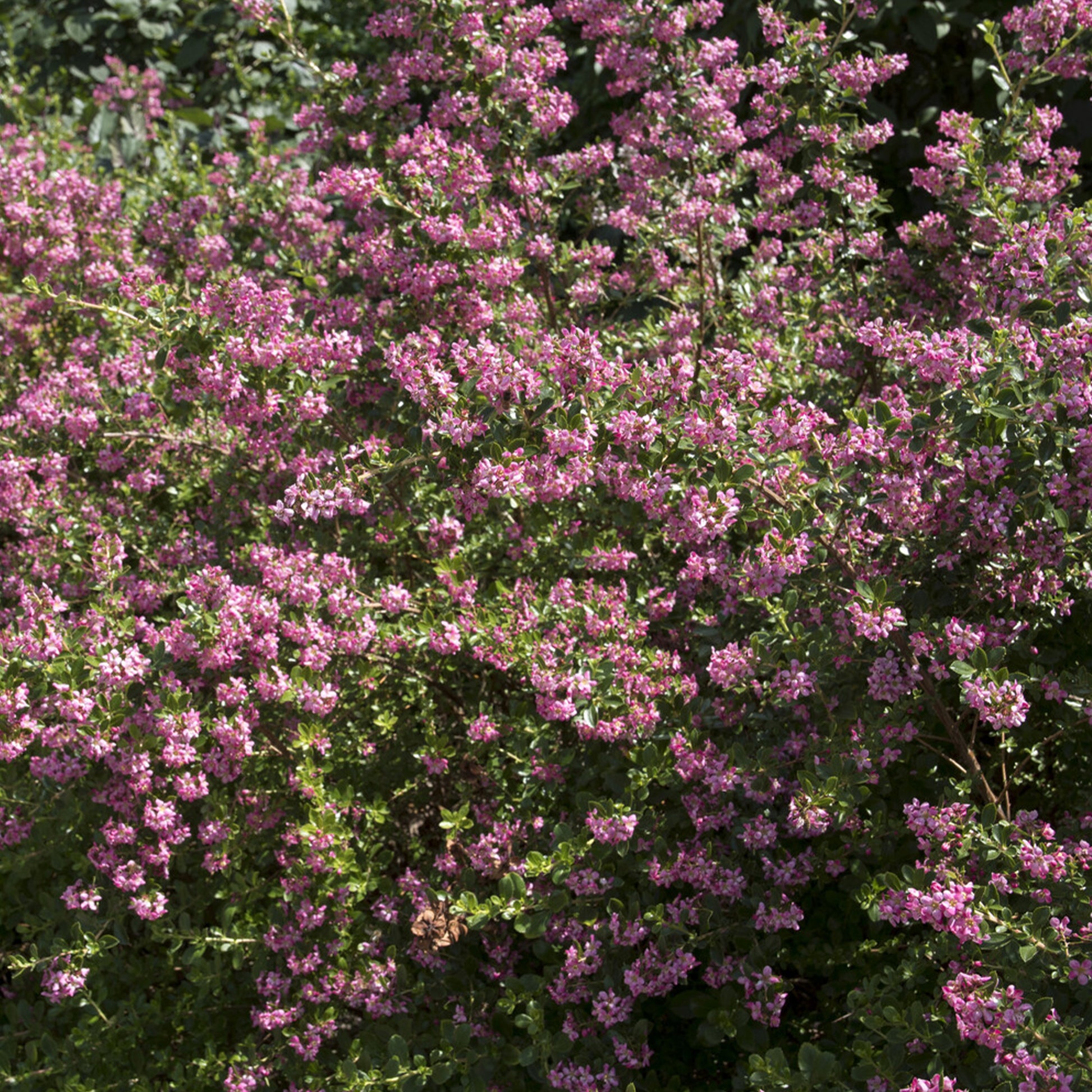 Escallonia Donard Seedling - Escalonia Donard Seedling - Escallonia