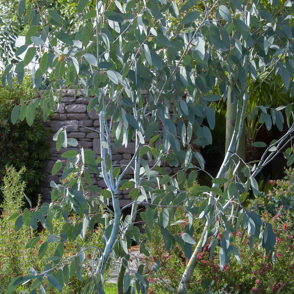 Eucalyptus gunnii Blue Ice - Bakker