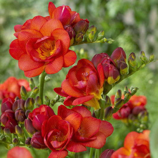 25 Freesias à fleurs doubles rouges - Bakker