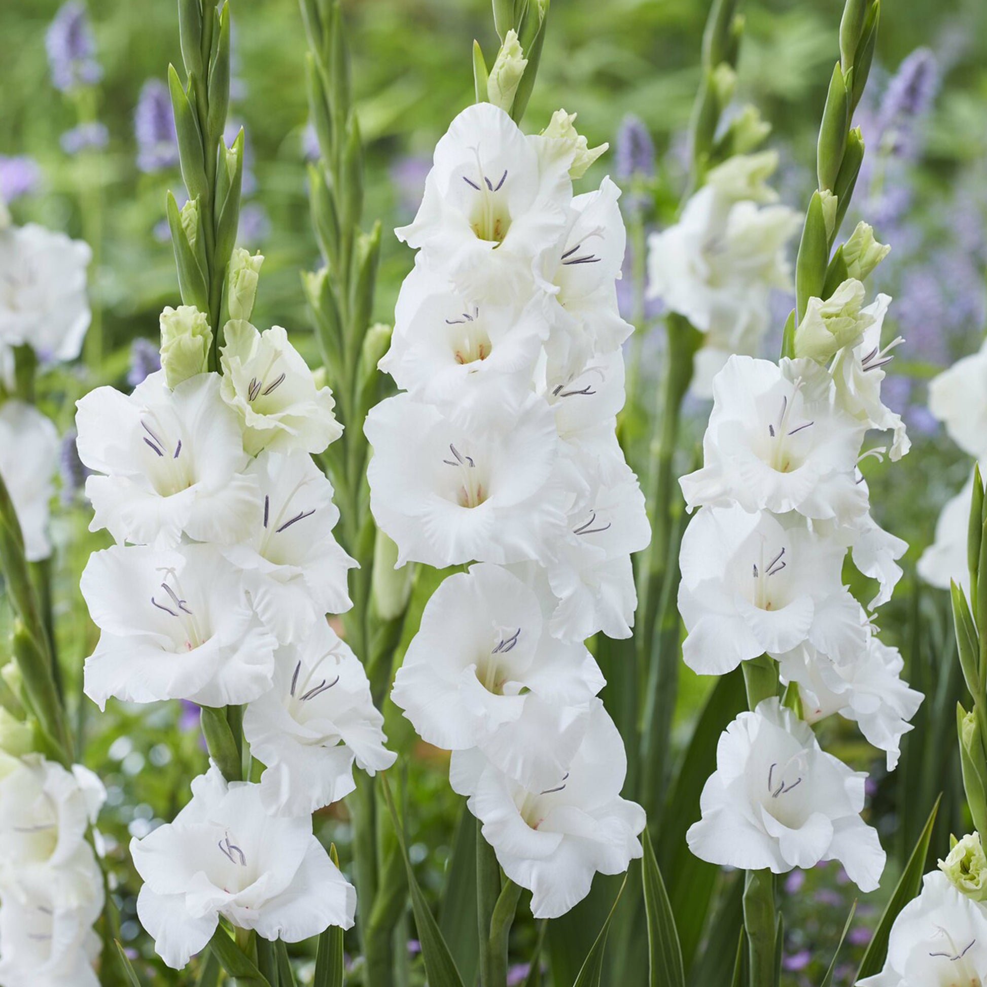 25 Glaïeuls Blondy - Gladiolus Blondy - Bakker