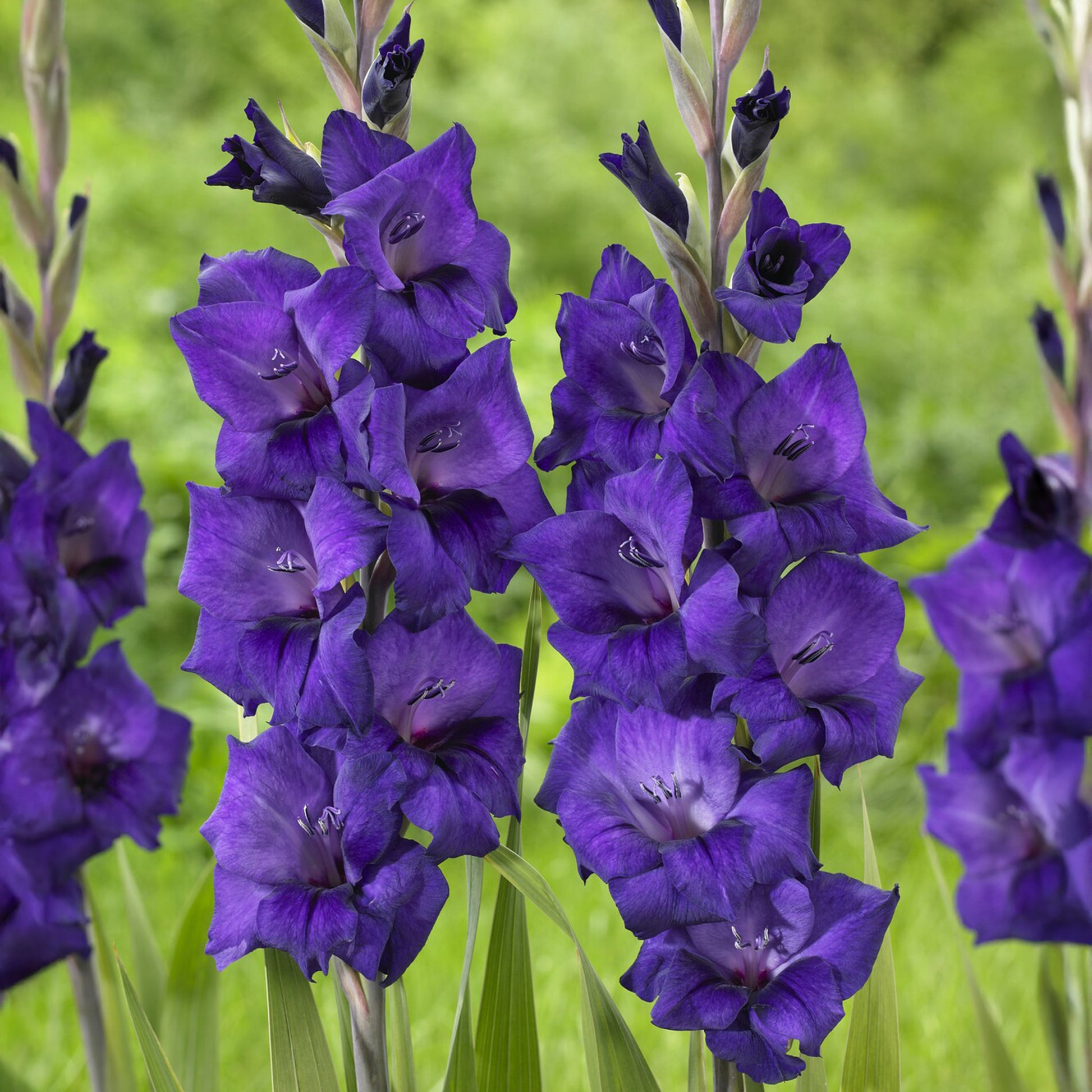 Gladiolus Purple Flora - Glaïeul Purple Flora - Bulbes de Glaïeul