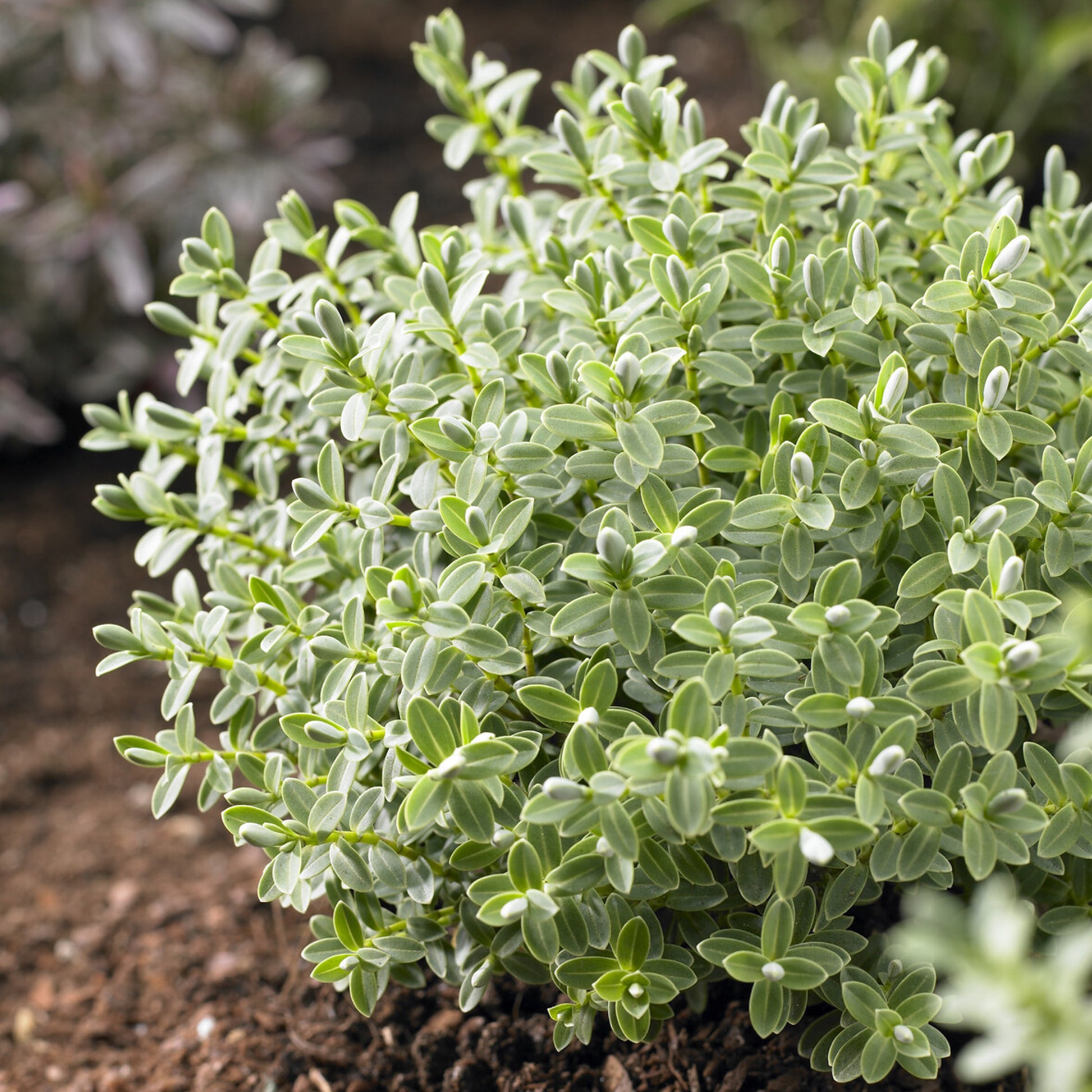 Véronique arbustive Sutherlandii - Hebe - Bakker