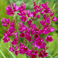 30 Lis des blés - Ixia Mabel - Ixia Mabel - Bakker