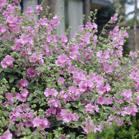 Lavatère Candy floss - Lavatera Candy Floss - Bakker