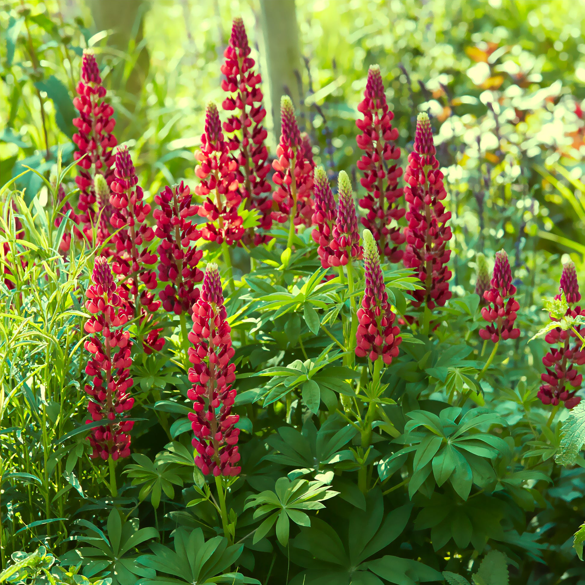 Lupinus My Castle - Lupin My Castle - Lupin