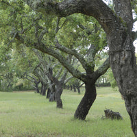 Vente Chêne-liège - Quercus suber