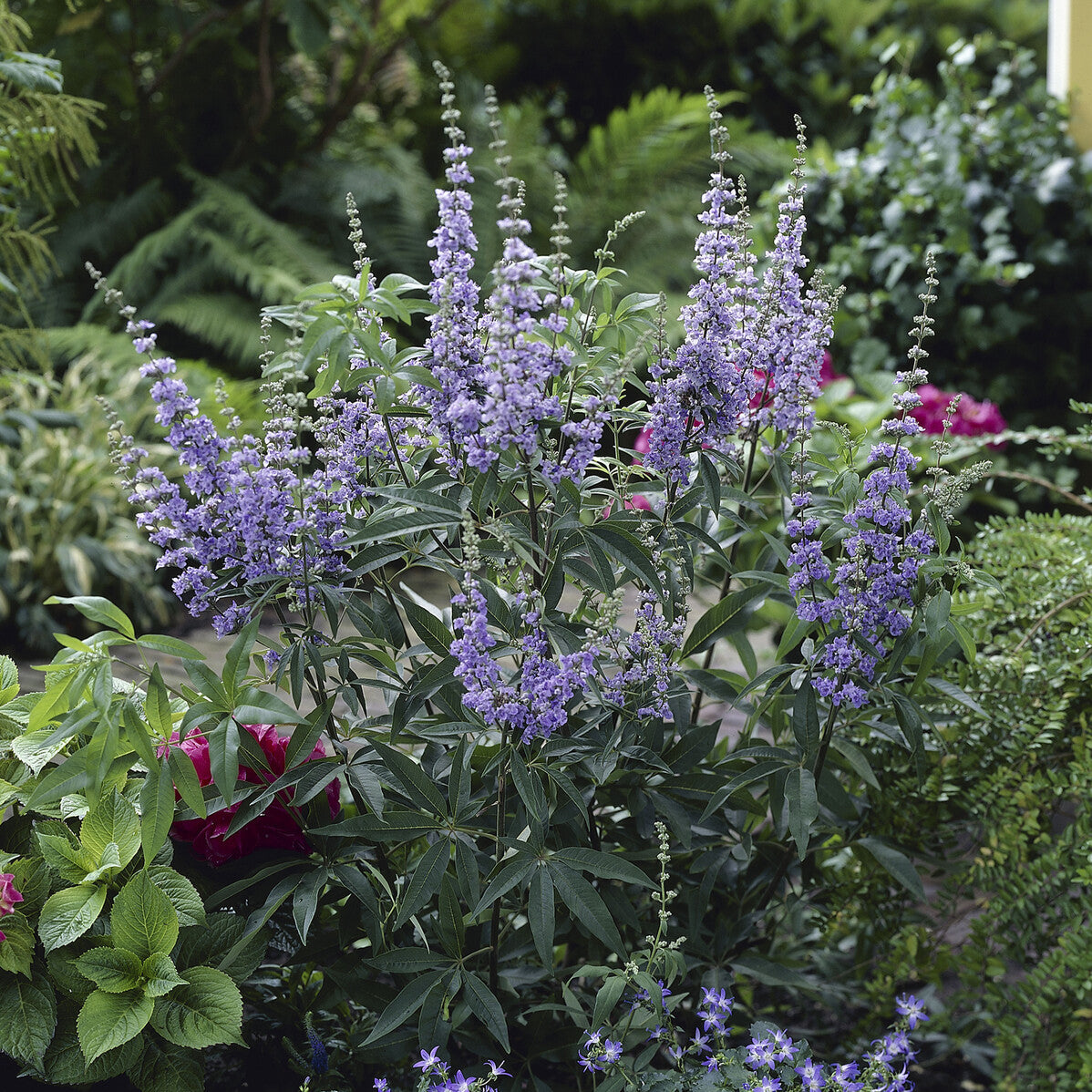 Vente Gattilier à grandes feuilles - Vitex agnus-castus Latifolia