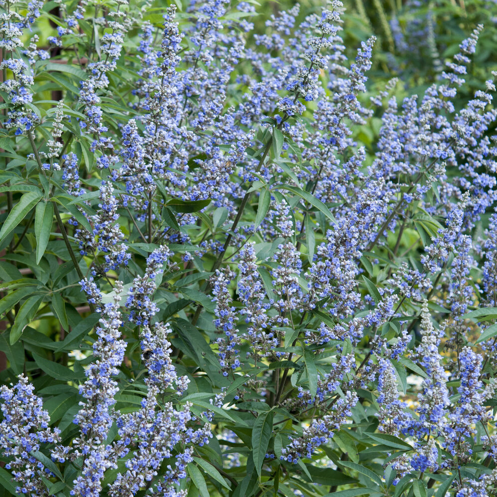 Arbustes fleuris - Gattilier à grandes feuilles - Vitex agnus-castus Latifolia