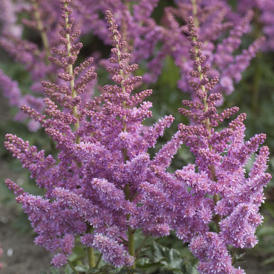 Astilbe Little Visions in Purple® - Bakker