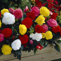Begonia tuberhybrida Nonstop® Mocca - Bégonia Nonstop® Mocca - Bulbes de Bégonia