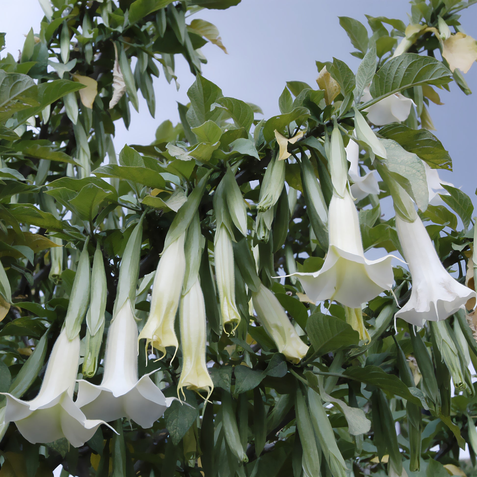 Vente Brugmansia blanc - Brugmansia arborea