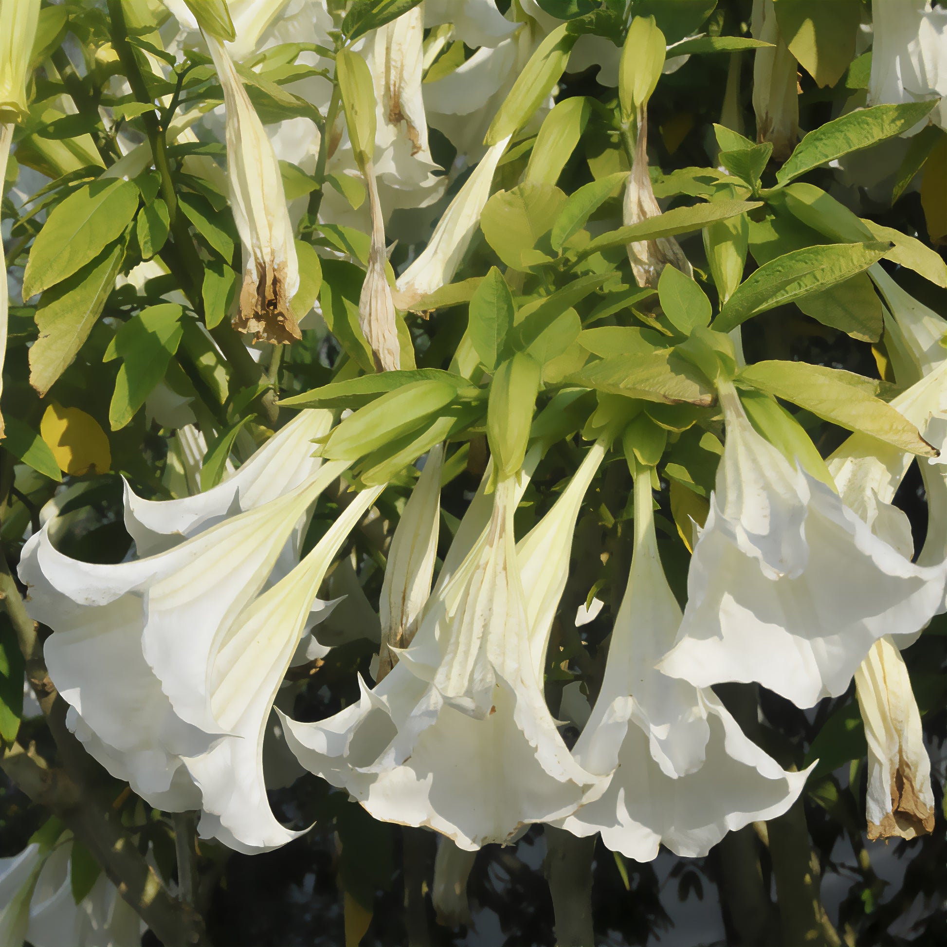 Brugmansia blanc - Bakker