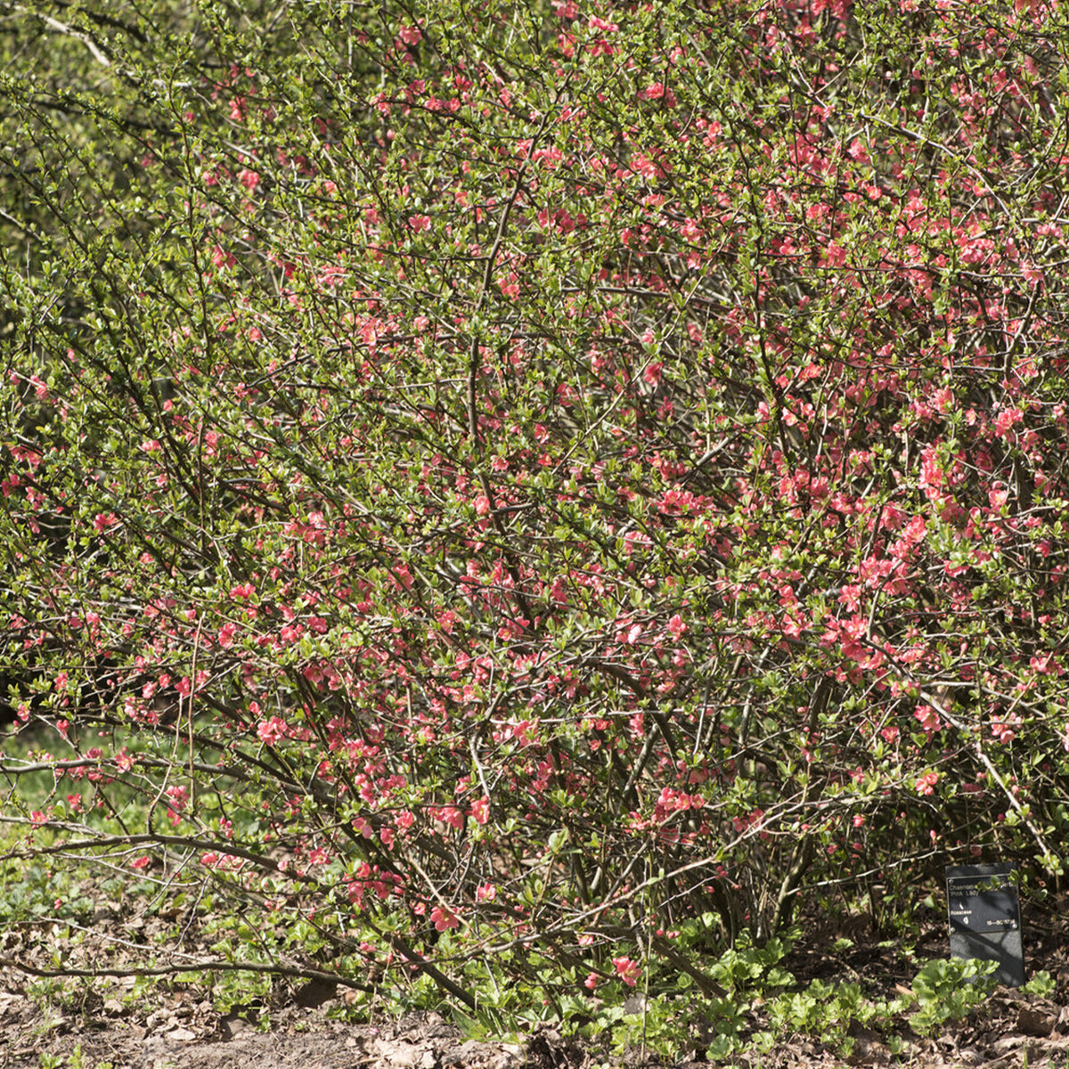 Chaenomeles x superba Pink Lady - Cognassier du Japon Pink Lady - Chaenomeles - Cognassier du Japon