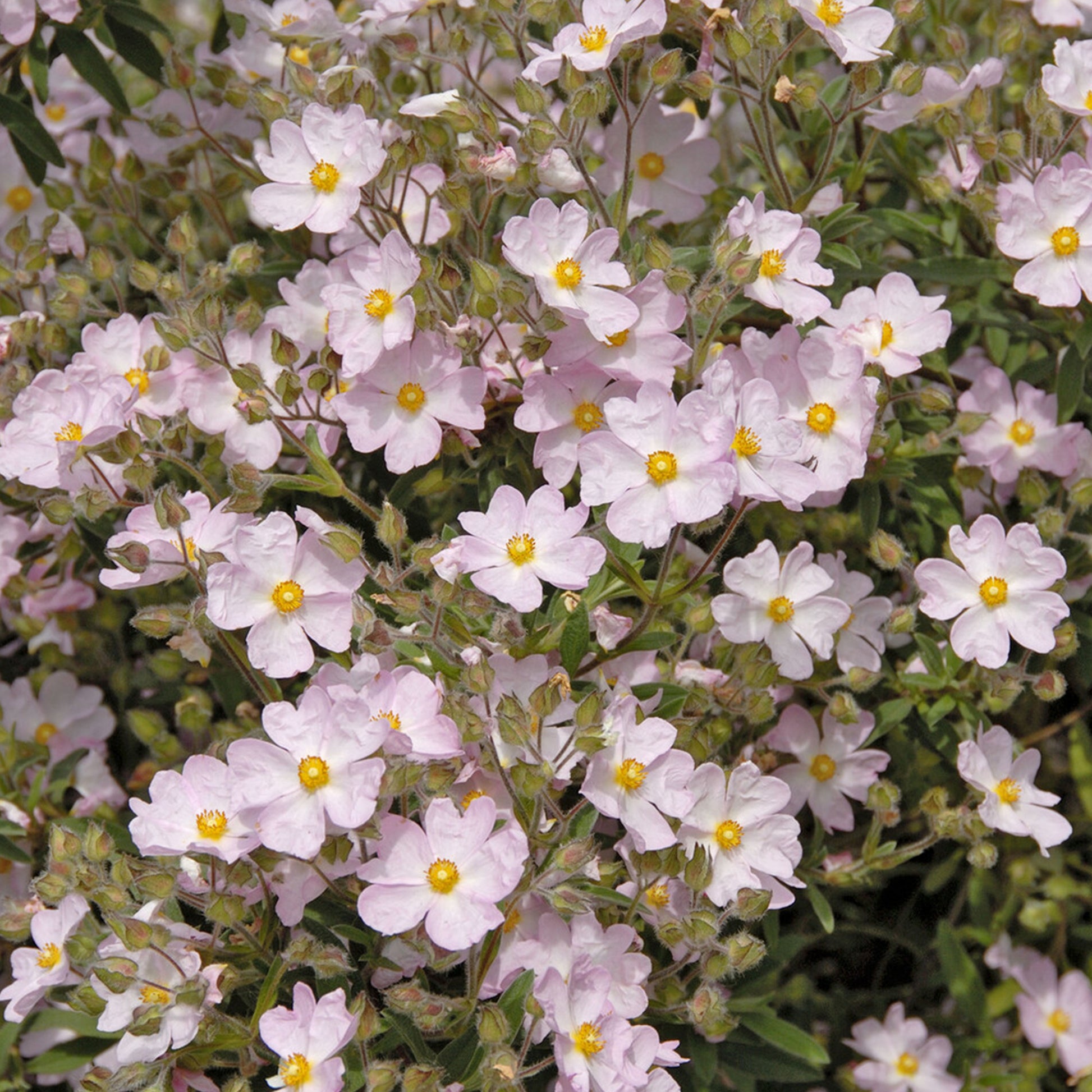 Ciste Silver Pink - Bakker