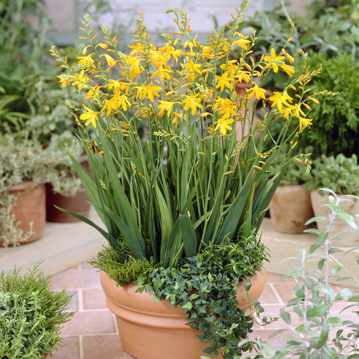 10 Crocosmia George Davidson - Crocosmia crocosmiiflora George Davison - Bakker