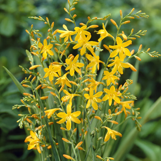 10 Crocosmia George Davidson - Bakker