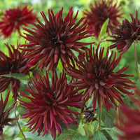 3 Dahlias cactus Black Narcissus - Dahlia Black Narcissus - Bakker