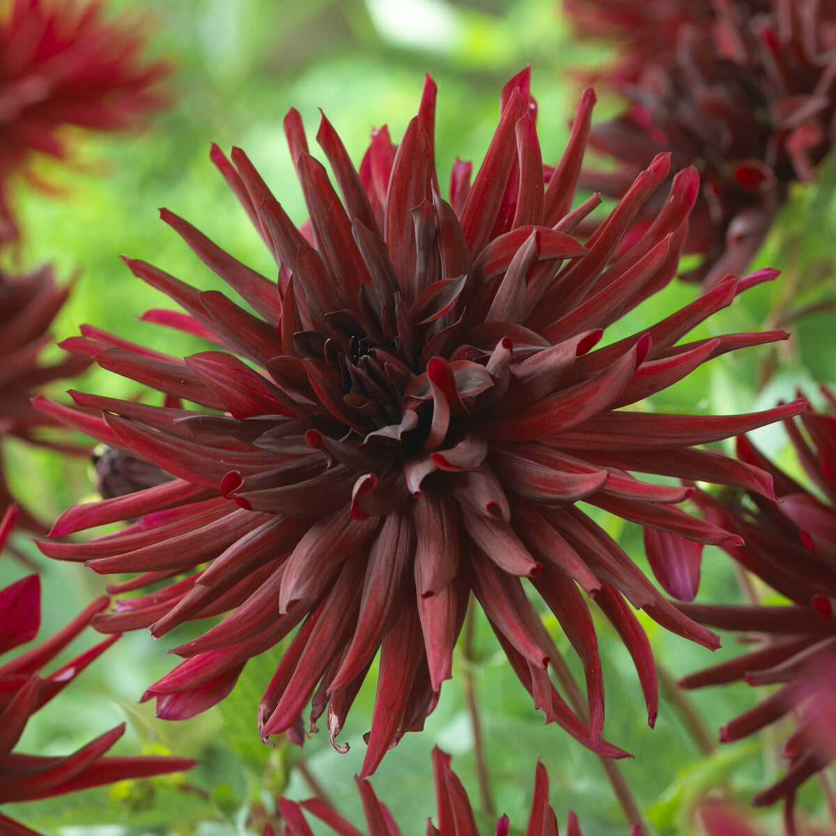 3 Dahlias cactus Black Narcissus - Bakker