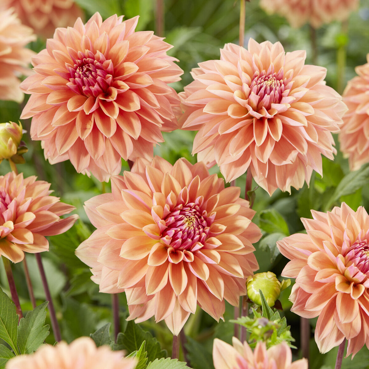 Dahlia décoratifs Kick off - Bakker