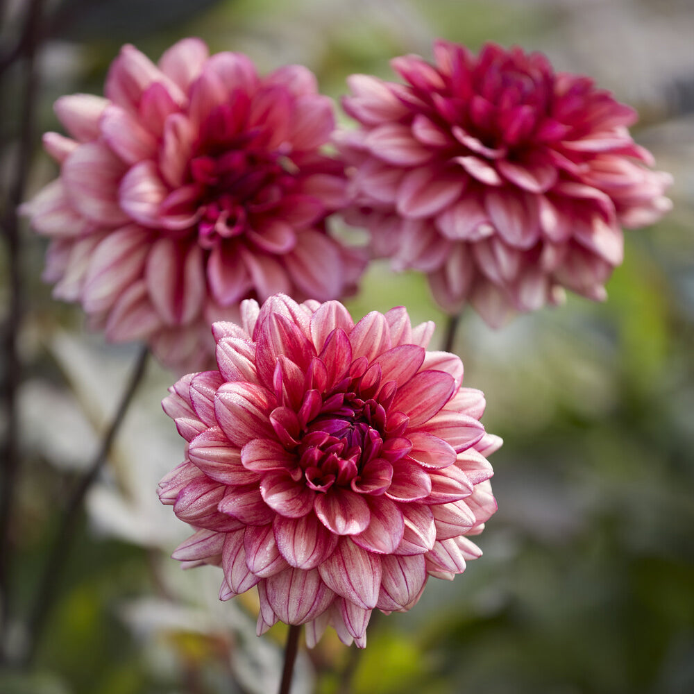 Dahlia Molly Raven - Bakker