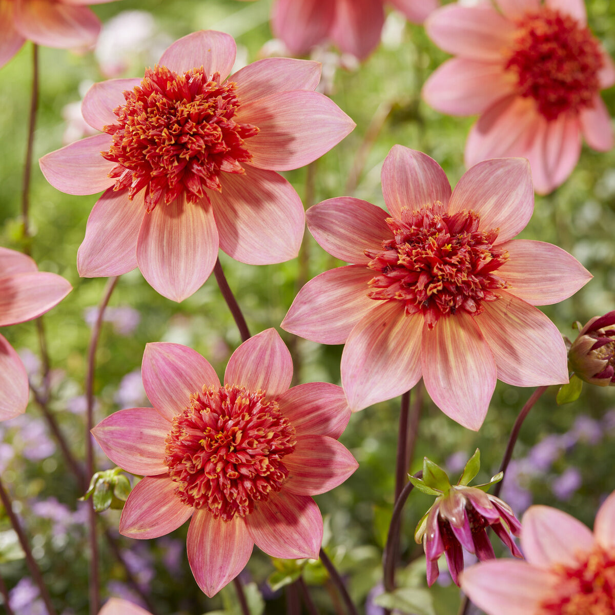Dahlia anémone Totally Tangerine - Bakker