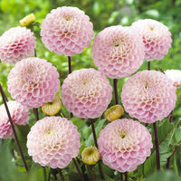 Dahlia ball Wizard of Oz - Bakker