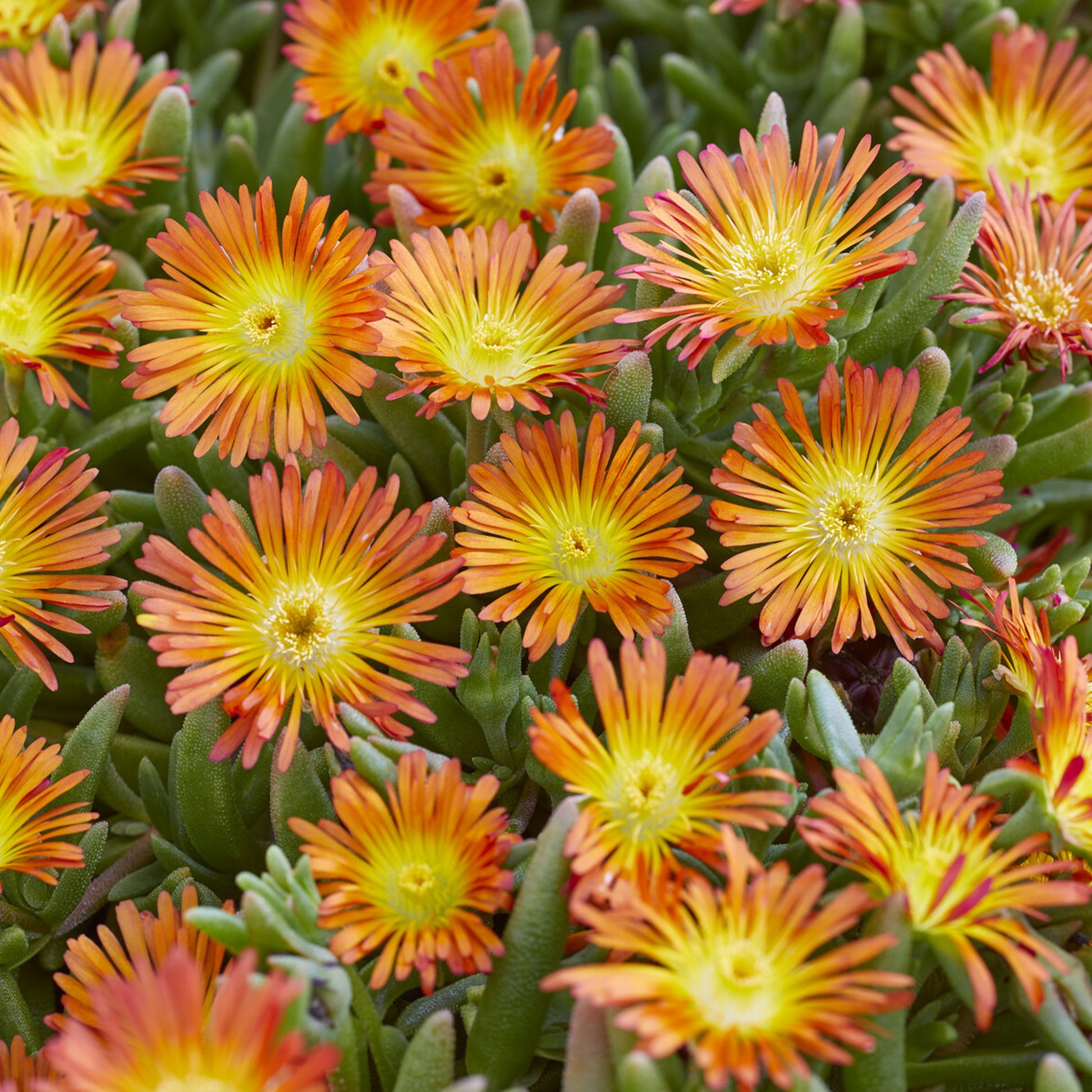 Delosperma Wheels of Wonder® Orange - Bakker