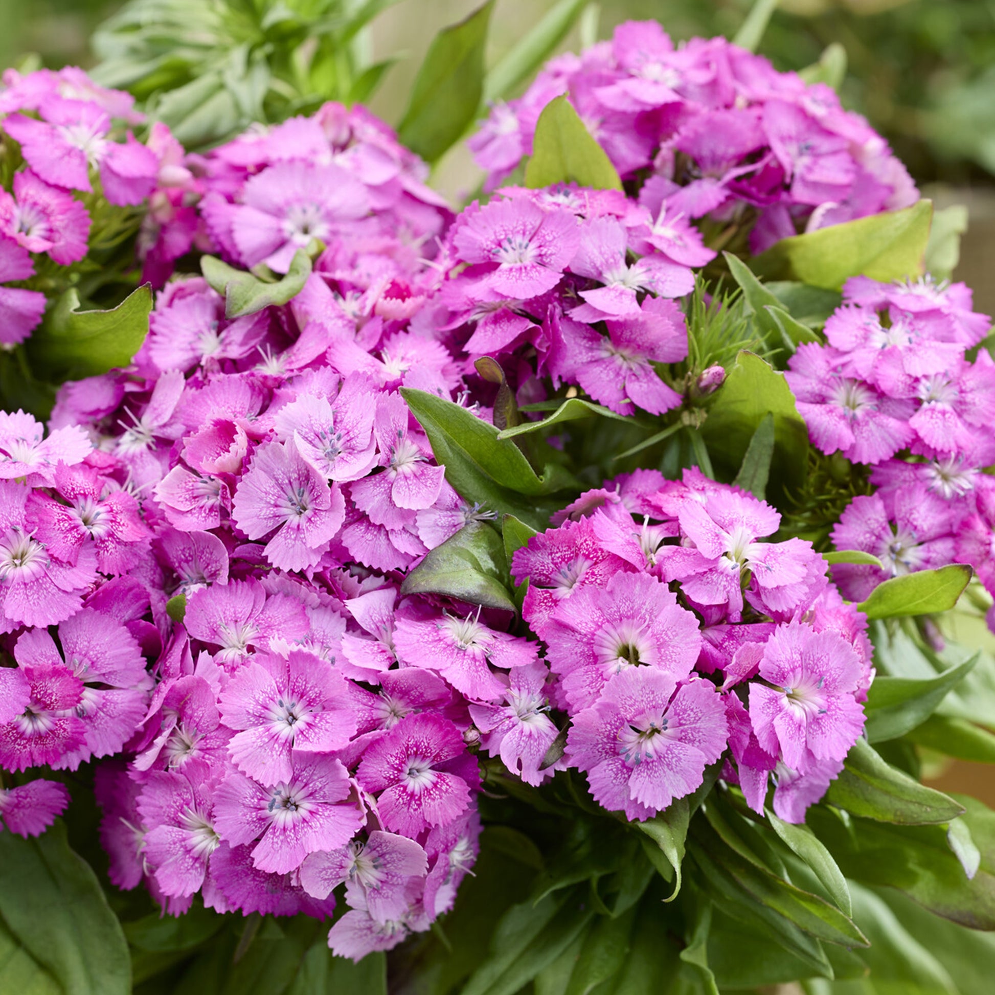 Dianthus barbatus Barbarini Pink - Œillet de poète Barbarini Pink - Œillet - Dianthus