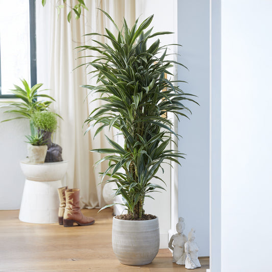 Dracaena Warneckei - Bakker