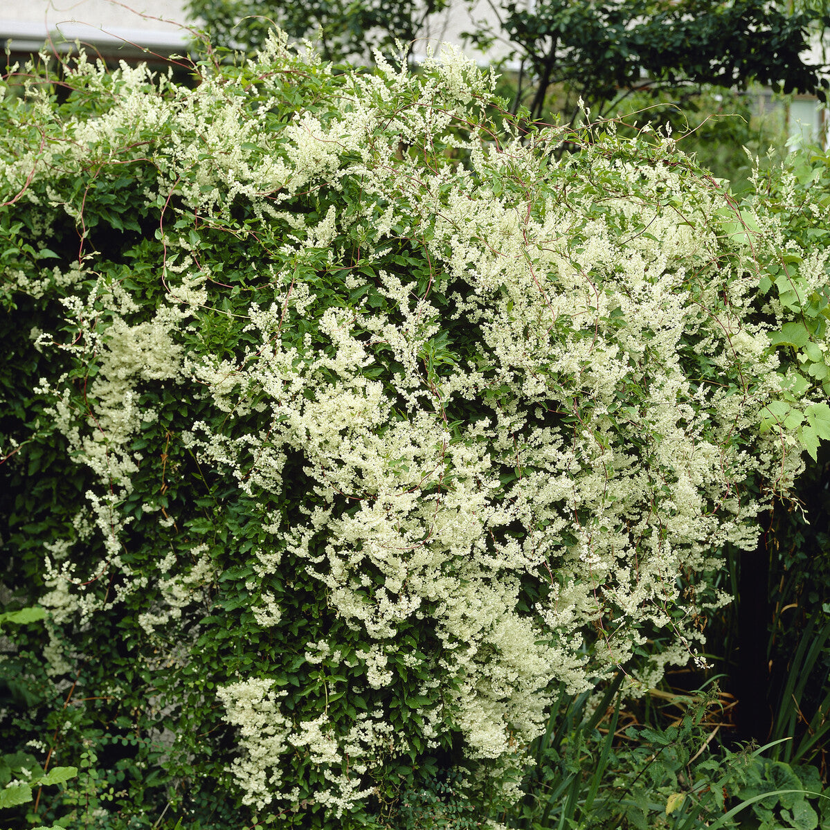 Plantes grimpantes à fleurs - Renouée d'Aubert - Fallopia - Fallopia aubertii