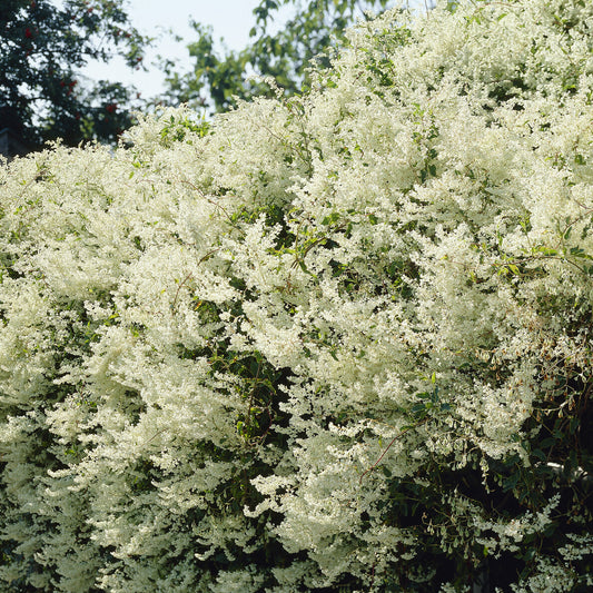 Renouée d'Aubert - Fallopia - Bakker