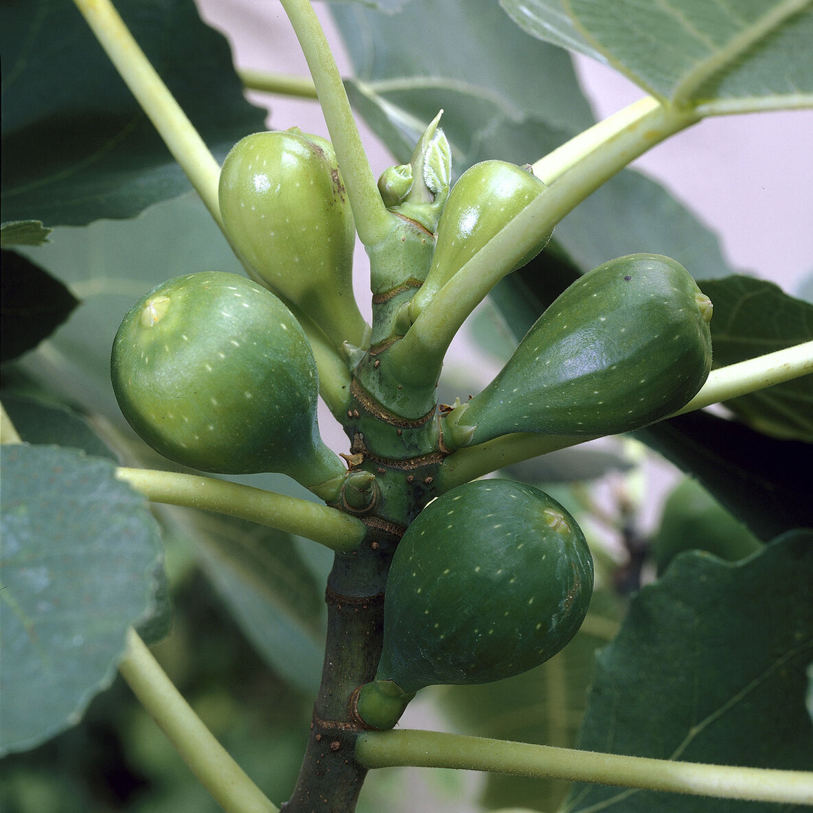 Ficus carica Goutte d'Or - Figuier Goutte d'Or - Figuiers