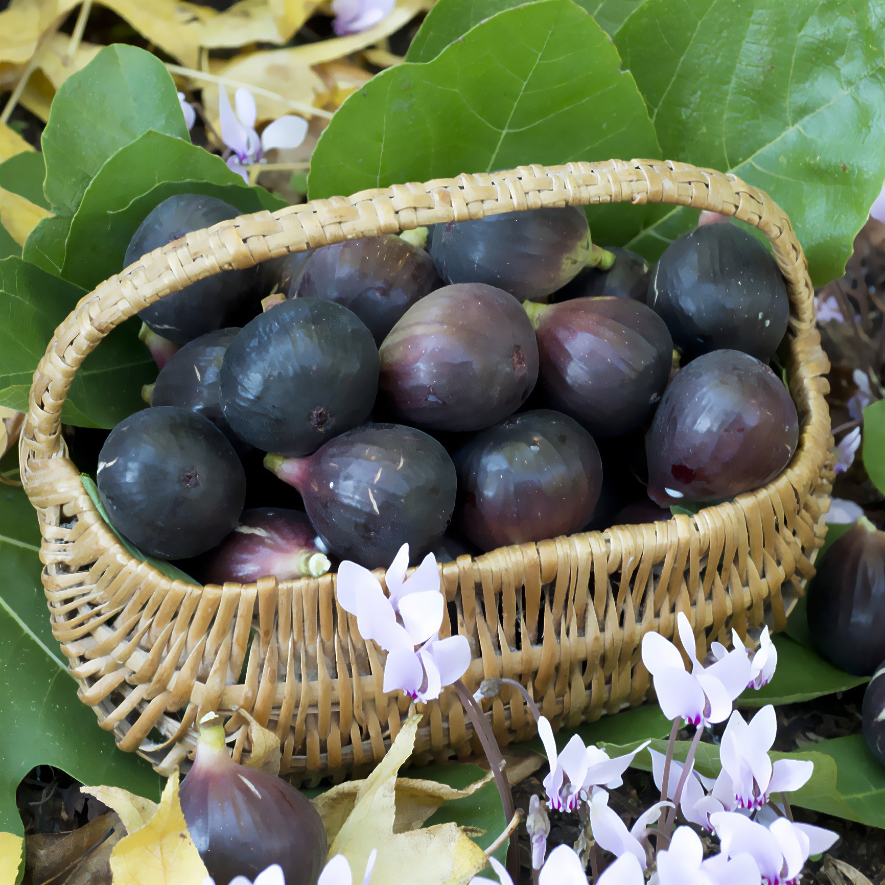 Ficus carica Noire de Caromb - Figuier Noire de Caromb - Figuiers