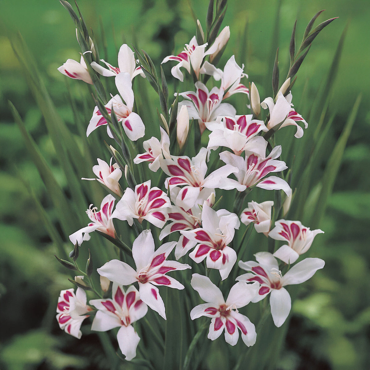 15 Glaïeuls nains Prins Claus - Gladiolus nanus Prins Claus - Bakker